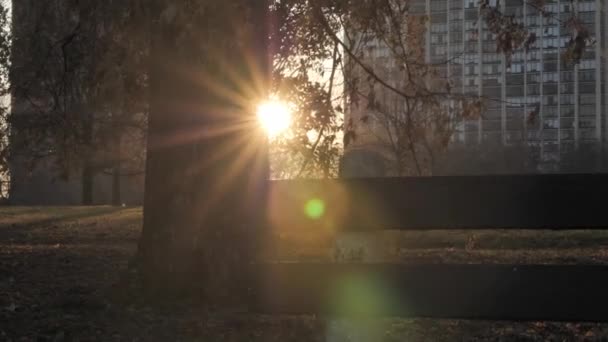 公園のベンチの近くでゆっくりとした動き垂直方向のパンニングショットでは ベンチのスラットを通って太陽が沈み 太陽のバーストまたはスターバーストを生成し 木や葉を持つレンズフレア — ストック動画