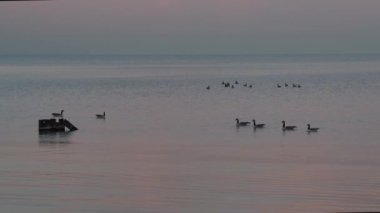 Bazı Kanadalı kazlar gün batımında yüzer ve yüzerler. Pembe ve mavi bulutlar gölün yüzeyine yansıyan çelik yığınları gibi dalgalar oluştururlar..