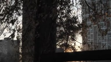 Yavaş çekim dikey çekim bir ağacın düşük bakış açısıyla ve siyah ahşap slat park bankından güneş kanat, yaprak ve dallardan süzülerek mercek patlamaları oluşturur..