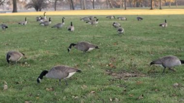 Güneş ağaçların üzerinde parlarken ve gölün ilerisindeki bulanık arka planda park ederken birkaç kazın yeşil otları yediği yavaş çekim görüntüsü..