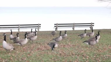 Yürüyen, yiyecek arayan ya da yaprakların arasında otlayan bir kaz sürüsü ve park banklarının önündeki çimenler ve göl kıyısındaki sonbahar ağaçları..