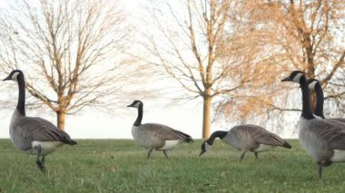 Kanadalı kazların yeşil çimlerde yürürken ve göl kıyısındaki çıplak sonbahar ağaçlarının önünde alçak bir noktadan yapraklarını dökerken yavaş çekim görüntülerini kapatın..