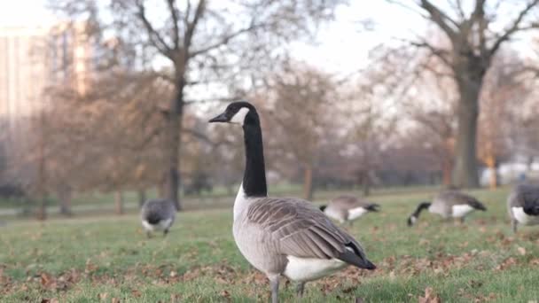 Langzame Beweging Close Clip Van Een Gans Staan Gras Bladeren — Stockvideo