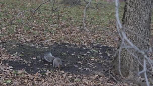 Pince Mouvement Lent Écureuil Gris Commun Avec Queue Touffue Sautillant — Video