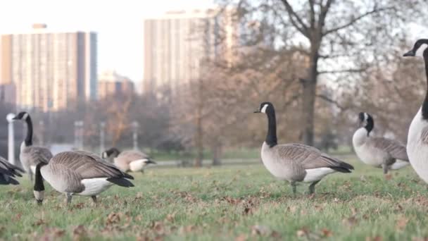 Slow Motion Panning Shot Van Ganzen Lopen Staan Kijken Naar — Stockvideo