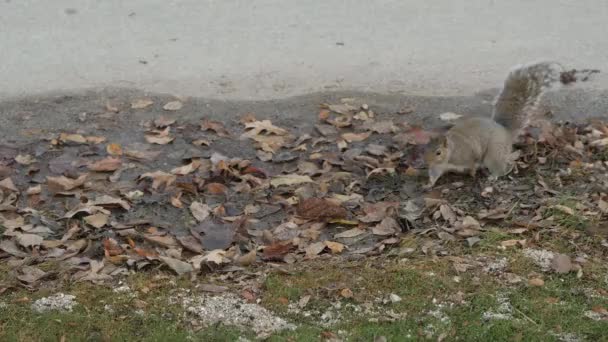 털많은 꼬리를 다람쥐가 자전거 도로를 잎사귀와 먼지가 흙탕물 뛰거나 내린다 — 비디오