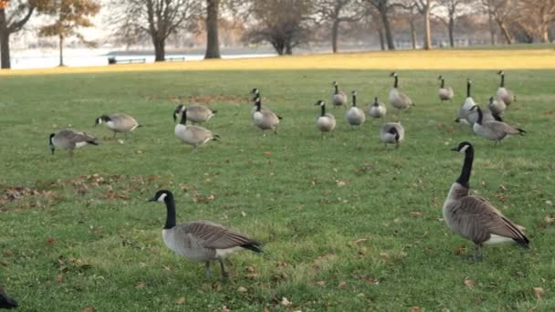 Slow Motion Panning Shot Large Group Geese Walking Green Grass — Stock Video