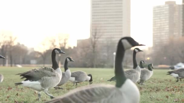 Slow Motion Närbild Flera Kanadensiska Gäss Promenader Grönt Gräs Park — Stockvideo