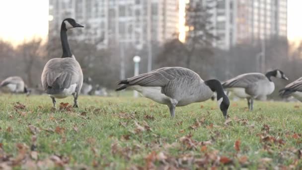 在城市公园的一片草地上 近距离拍摄加拿大野鹅的慢镜头 背景上的建筑物和交通模糊不清 拍摄角度很低 — 图库视频影像