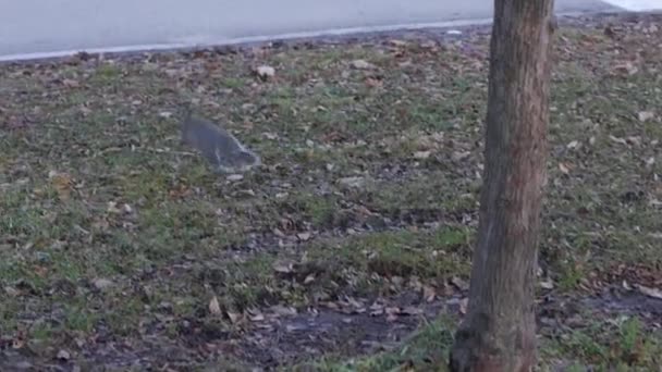 Slow Motion Common Gray Squirrel Bushy Tail Running Hopping Leaping — Stock Video