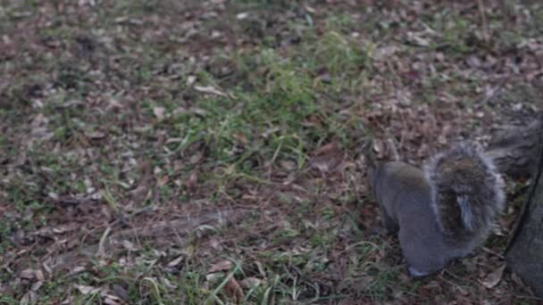 Slow Motion Clip Common Gray Squirrel Bushy Tail Sits Next — Stock Video