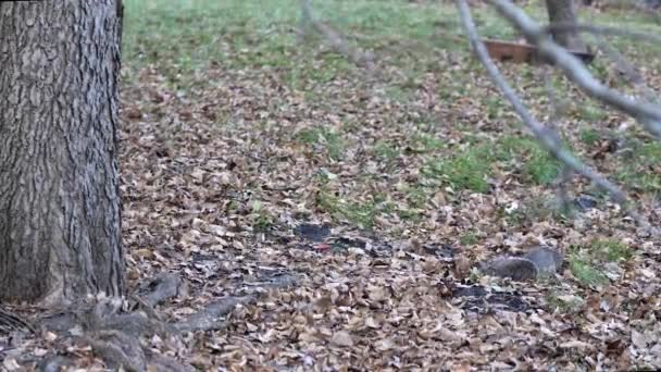 Een Gewone Grijze Eekhoorn Met Bossige Staartgraven Ruches Door Herfstbladeren — Stockvideo