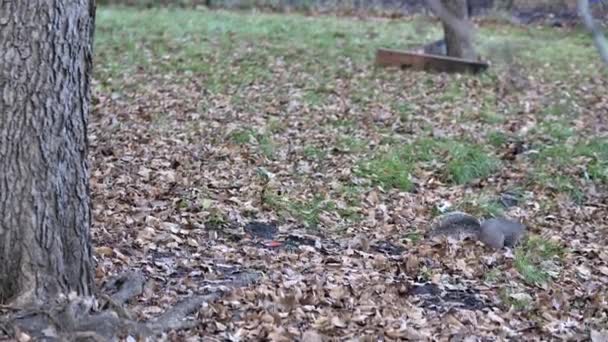 Een Gewone Grijze Eekhoorn Met Bossige Staartgraven Ruches Door Herfstbladeren — Stockvideo