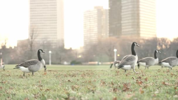 Slow Motion Clip Several Geese Walking Green Grass Flapping Wings — Stock Video