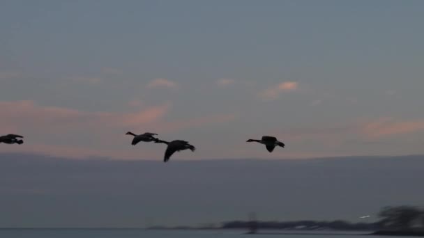 Kanadalı Kazların Kanat Çırparken Kanat Çırparken Çekilen Bir Görüntüsü Gün — Stok video