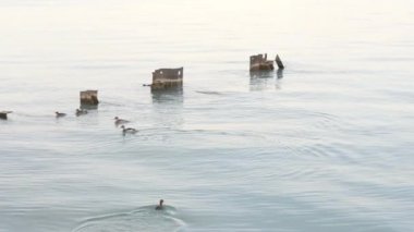 Altı merganser ördekten oluşan bir grup, Chicago 'daki Michigan Gölü' nün sakin sularından çıkan paslı çelik levha yığınlarının yanında yüzüyor..