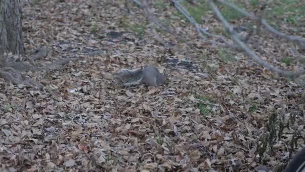 Slow Motion Wildlife Video Van Een Gewone Grijze Eekhoorn Met — Stockvideo