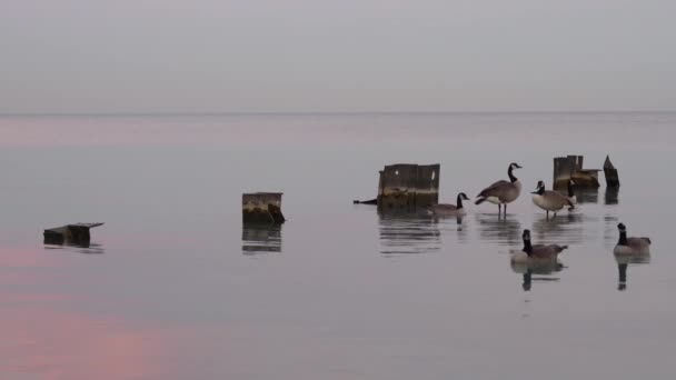 Несколько Канадских Гусей Плавают Плавают Вершине Воды Создавая Рябь Закате — стоковое видео