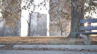 Yavaş çekim, düşük görüş açısına sahip bir ağaçtan yakın çekim ve siyah ahşap slat park bankı. Güneş, kanat deliklerinden içeri bakıyor ve mercek patlamaları yaratıyor..