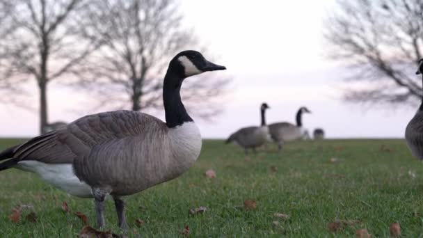 Eine Nahaufnahme Einer Kanadischen Gans Die Die Kamera Blickt Und — Stockvideo