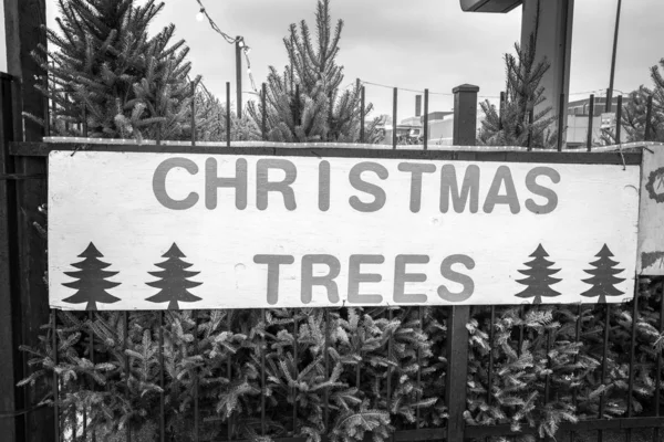 Eine Schwarz Weiß Fotografie Eines Bemalten Weißen Weihnachtsbaumverkaufsschildes Das Einem — Stockfoto