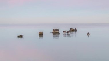 Güneş batarken Michigan Gölü 'nün ortasında çelik levhalar etrafında yüzen vahşi Kanada kaz sürüsünün zamanı. Bulutlarda pembe, mor ve mavi renkler yaratıyor ve suya yansıyor..
