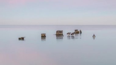 Güneş batarken Michigan Gölü 'nün ortasında çelik levhalar etrafında yüzen vahşi Kanada kaz sürüsünün zamanı. Bulutlarda pembe, mor ve mavi renkler yaratıyor ve suya yansıyor..