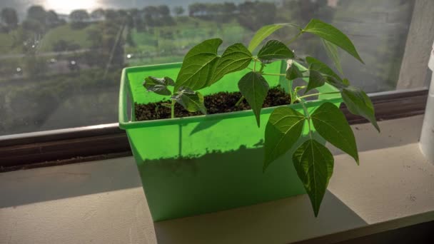 Vertical Pan Time Lapse Green Bean Vegetable Plant Leaves Moving — Vídeo de stock