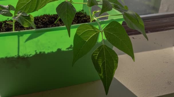 El lapso de tiempo de una planta vegetal de frijol verde con hojas moviéndose hacia el sol en una caja de plástico verde en un alféizar de ventana interior en una residencia de condominios de gran altura . — Vídeo de stock