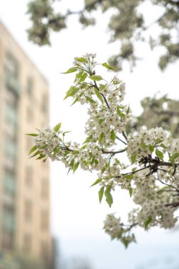 Küçük beyaz bahar çiçekleri ve yeşil yapraklar kapalı kentsel bir ortamda bir ağaç dalı kaplayan ve arka planda odak dışı bir bina bahar zamanı.