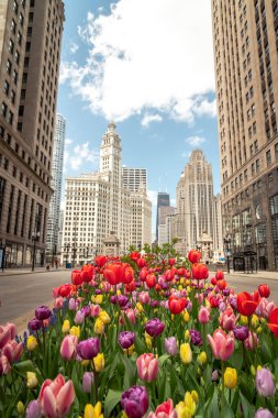 Chicago, IL - 12 Mayıs 2020: laleler Michigan Bulvarı boyunca çiçek açmış, diğer bir deyişle kasvetli bir olay yerine COVID-19 virüsünün yoğun olduğu bir yerde yeni renkler eklemişler.