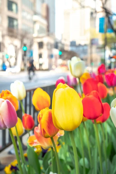 A multi colored array of tulips in bloom along the Mag Mile or Michigan Avenue in downtown Chicago in spring during the COVID-19 pandemic and stay at home order.
