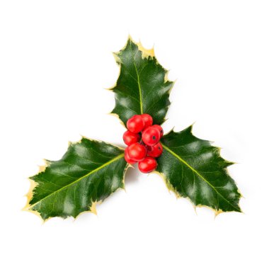 avrupa kutsal (ilex aquifolium) yaprakları ve meyve