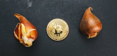 Altın Bitcoin cryptocurrency para ile lale soğanı-Lale çılgınlığı