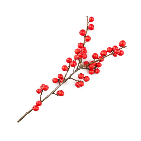 Holly-ilex, karácsonyi dekoráció, fehér alapon — Stock Fotó