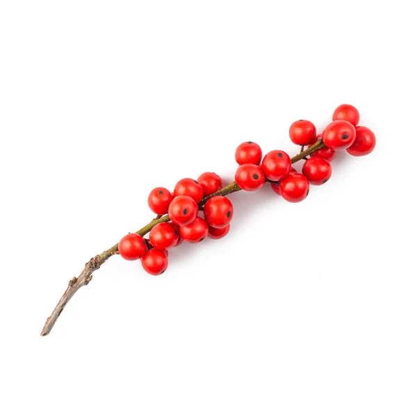 Europäische Stechpalme (ilex aquifolium) rote Fruchtbeeren — Stockfoto