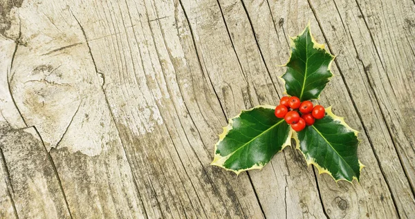 Európai magyal (Ilex aquifolium), karácsonyi dekoráció, a Róbert — Stock Fotó