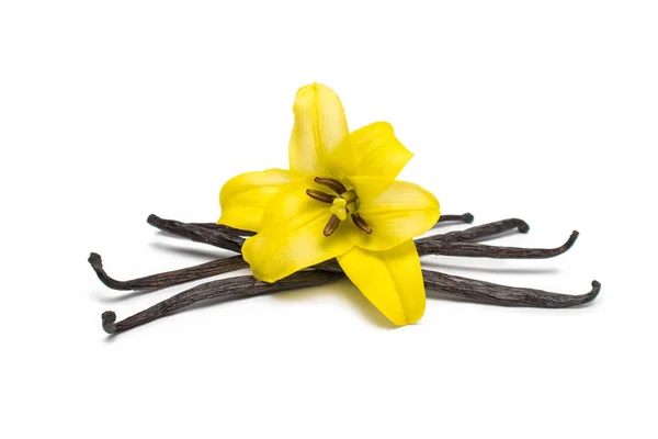 Vanilla Beans and Flower — Stock Photo, Image