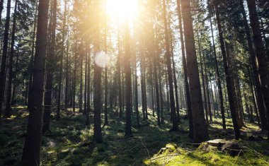 Gün ışığı orman ağaçları - huzurlu açık sahne