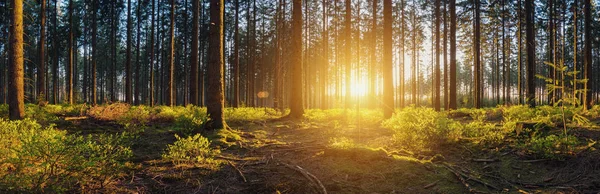 Panorama del bosque con luz del sol — Foto de Stock