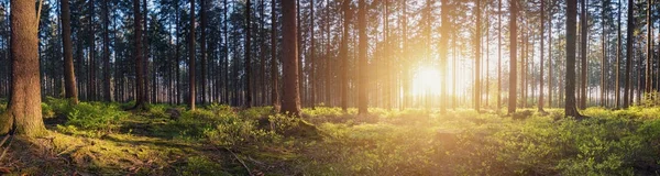 Panorama de uma floresta cênica ao nascer do sol — Fotografia de Stock