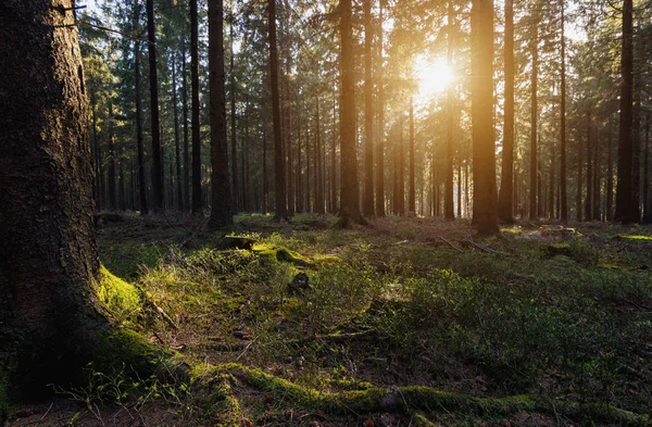 Solen strålar i skogen — Stockfoto