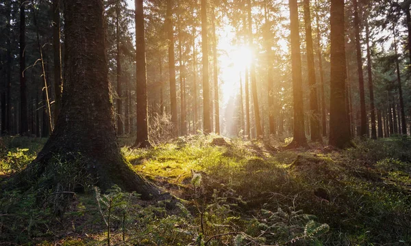 緑木日光、自然の背景 — ストック写真