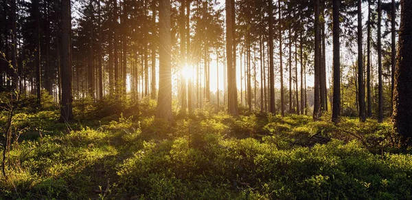 Bosque árboles luz de fondo por la luz del sol de oro antes de la puesta del sol con sol — Foto de Stock