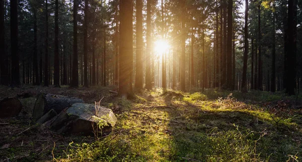 Silent Forest våren med vackra ljusa solen ljus — Stockfoto