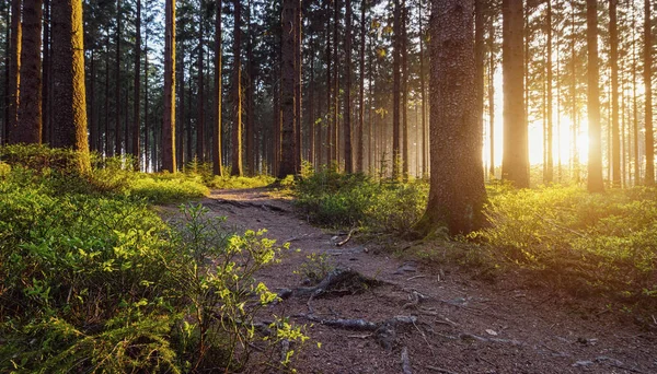 En stig i skogen — Stockfoto