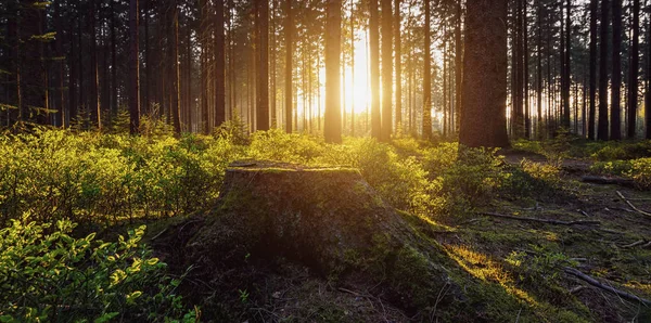 La luz del sol en el bosque verde, la primavera — Foto de Stock