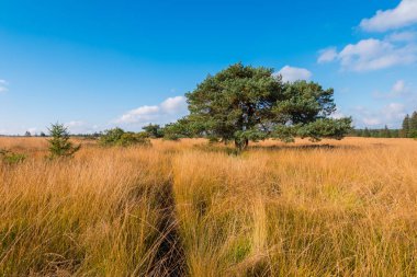 Yüksek MDBF bir bataklık manzara bir bataklık ta için ahşap tahta 