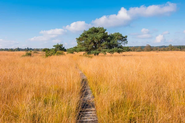 Sentier de randonnée à un pin des tourbières à High Fens un paysage de tourbière à un — Photo