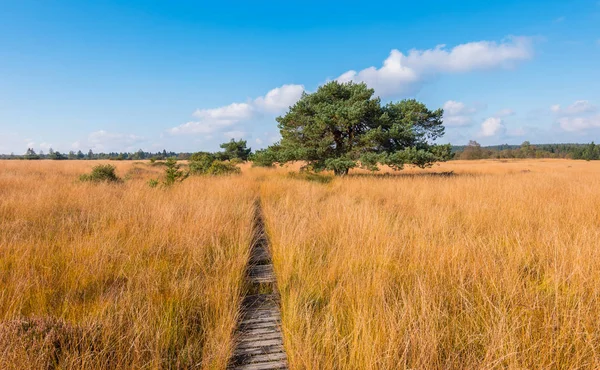 Wooden trail to a bog pine at the High Fens a bog landscape at a — Stock Photo, Image